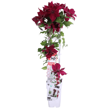 Waldrebe Clematis Nubia – Rote Clematis Evison – Ø15cm – ↕65cm – Blühstark & sommerlich – Kletterpflanze für Garten & Terrasse 