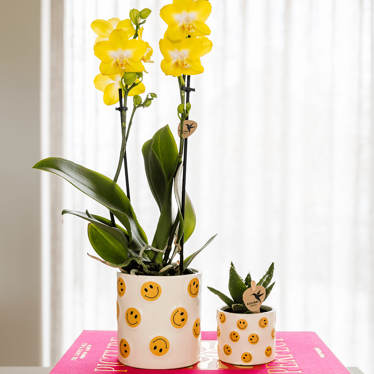 Kolibri Company | Smiley Pflanzenset | Gelbe Phalaenopsis Albenga 9cm und Sukkulente inkl. Keramik‑Übertöpfe 