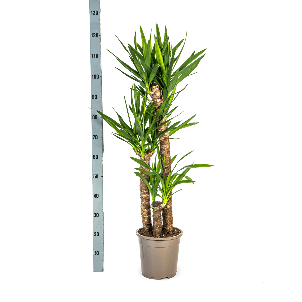 Yucca Elephantipes mit Korb Ø24cm - ↕120 - 140cm 
