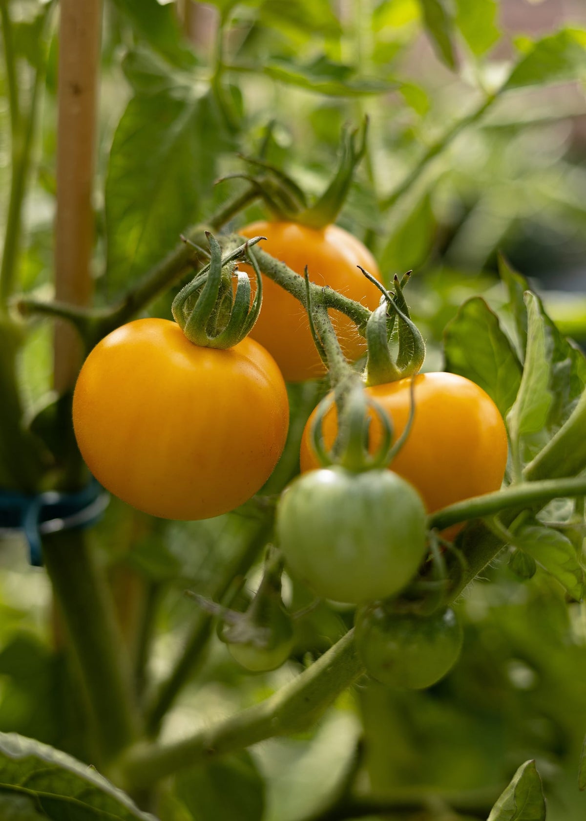 Goldene Königin Tomatensamen Samenfeste Rarität für Garten