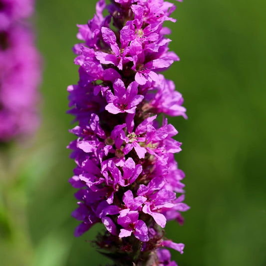 Lythrum salicaria Blutweiderich Rosa purpurne Blütenstaude für Teichrand & Feuchtbeet Ø9cm 6 Stück