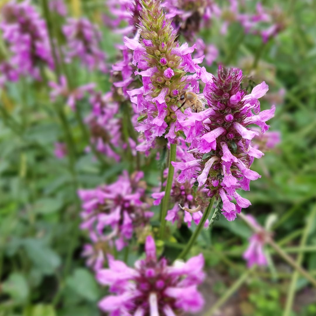 Stachys monieri Hummelo – Ø9cm – Höhe10-25cm – Blühende Staude für Beet Präriegarten Rabatte – Ansicht 24