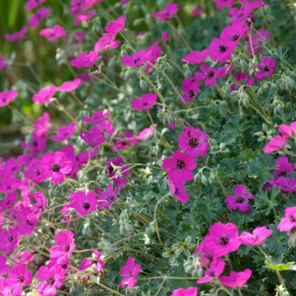 Geranium sanguineum Max Frei Karminrote Blütenstaude für sonnige Beete & Steingarten Ø9cm 6 Stück