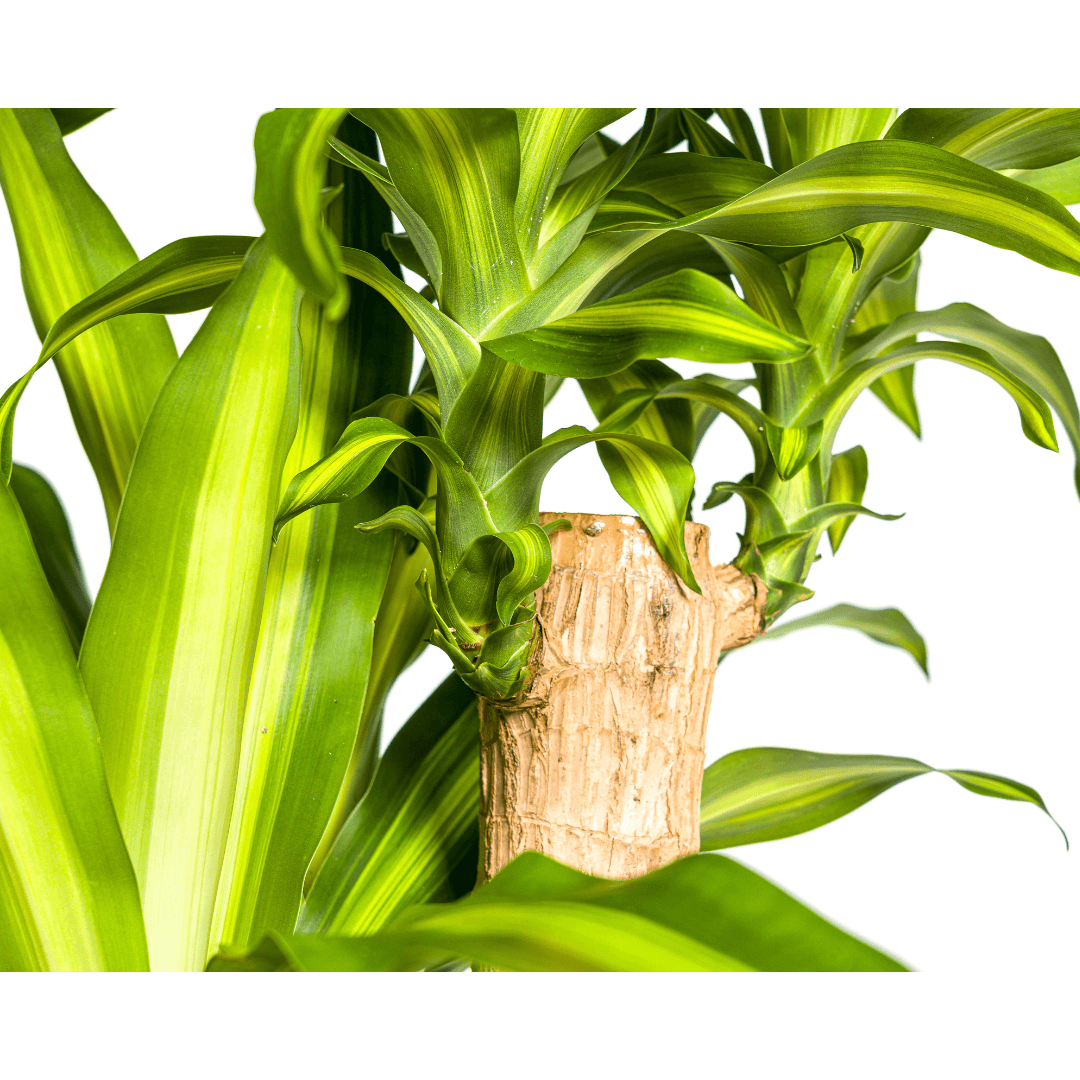 Dracaena Fragrans Massangeana – Drachenbaum – Ø30 cm – ↕170-190 cm – Tropische Zimmerpflanze – Robust & pflegeleicht – Für hellen bis halbschattigen Standort 