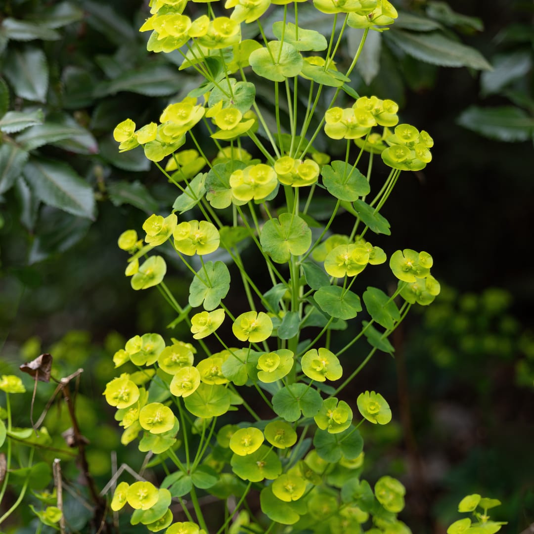 Euphorbia amygdaloides Robbiae – Ø9cm – Höhe10-25cm – Immergrüner Bodendecker für Schatten & Halbschatten – Ansicht 14