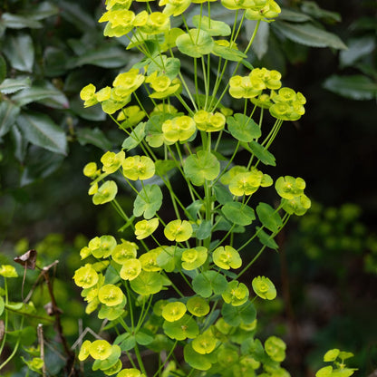 Euphorbia amygdaloides Robbiae – Ø9cm – Höhe10-25cm – Immergrüner Bodendecker für Schatten & Halbschatten – Ansicht 14