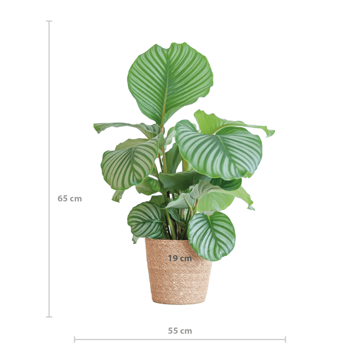 Korbmarante Calathea Orbifolia – Zimmerpflanze – 65cm hoch – Ø21cm – inkl. Natur-Korb Sofia aus Seegras – Luftreinigend & dekorativ 