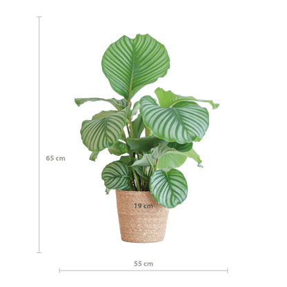 Korbmarante Calathea Orbifolia – Zimmerpflanze – 65cm hoch – Ø21cm – inkl. Natur-Korb Sofia aus Seegras – Luftreinigend & dekorativ 