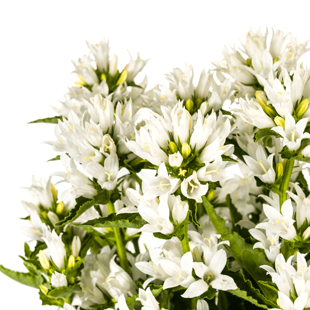 Campanula glomerata Genti – Ø19 cm – Höhe 30–40 cm – Glockenblume mit tiefvioletten Blüten – Winterharte Staude für Beete & Steingärten 