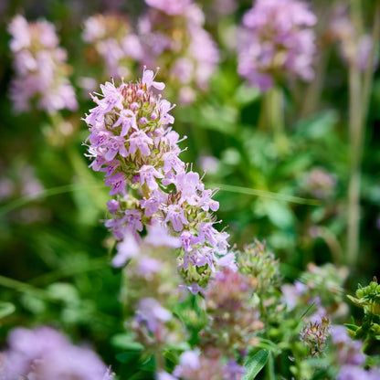 Thymus vulgaris Gartenthymian – 6 Pflanzen – Ø9cm – Höhe 10-25cm – Winterhartes Küchenkraut – Aromatisch – Bienenfreundlich für Beet, Kräutergarten & Balkon - Oasis of Life