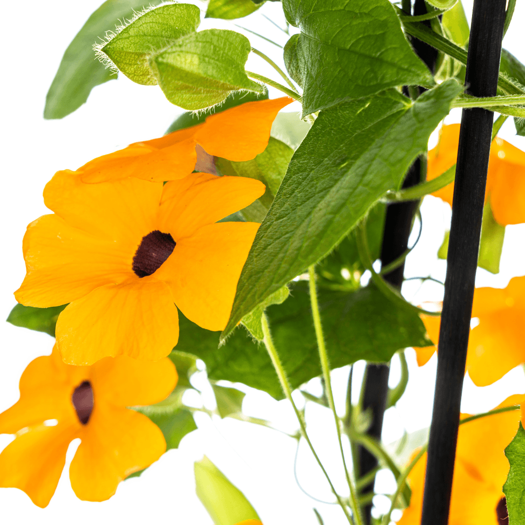 Schwarzäugige Susanne - Thunbergia alata Sunny Susy New Orange - Ø13 cm - ↕60 cm - 4 Pflanzen - Balkon & Terrasse 
