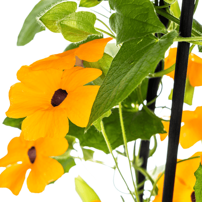 Schwarzäugige Susanne - Thunbergia alata Sunny Susy New Orange - Ø13 cm - ↕60 cm - 4 Pflanzen - Balkon & Terrasse 