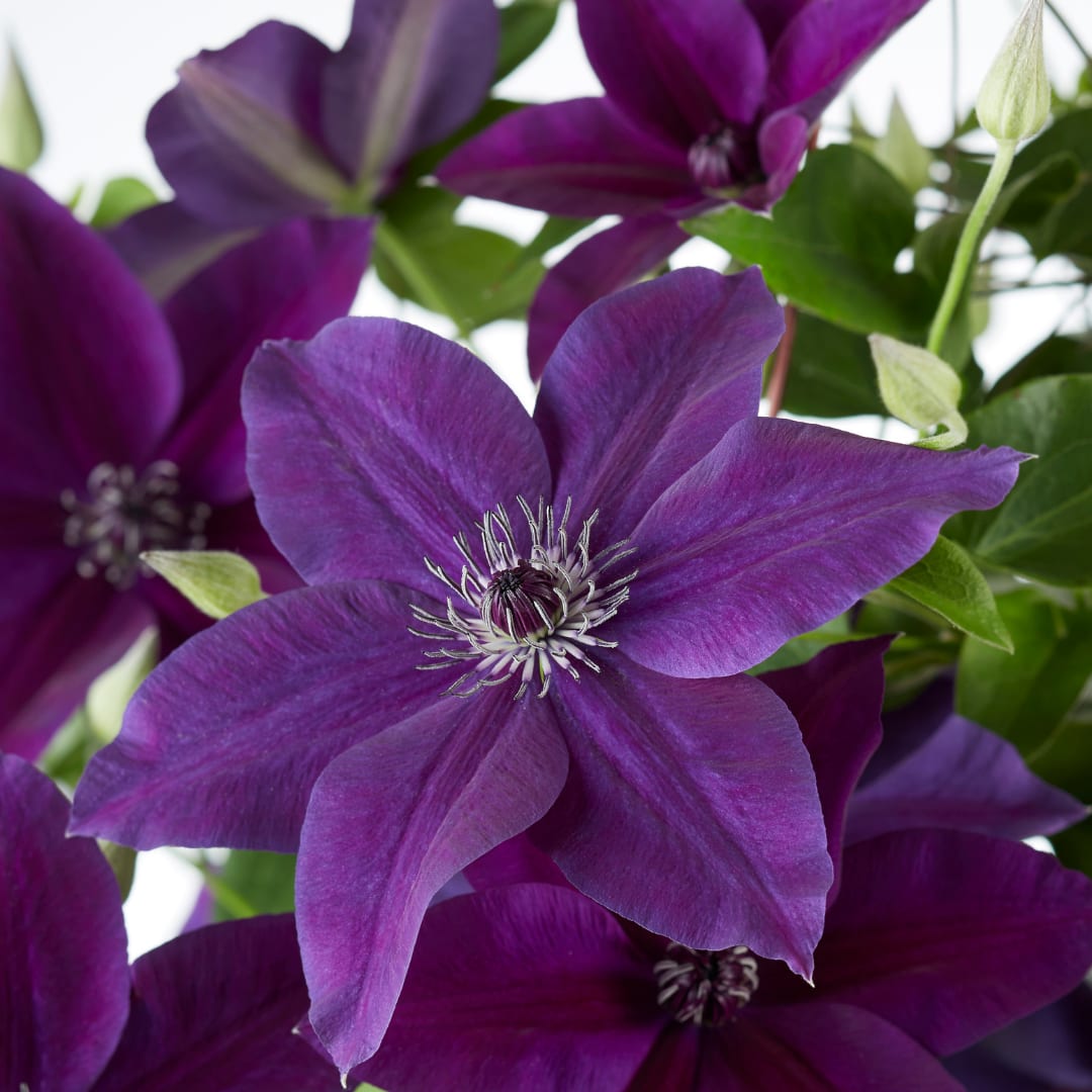 Clematis Masa & Bernadine Ø23cm