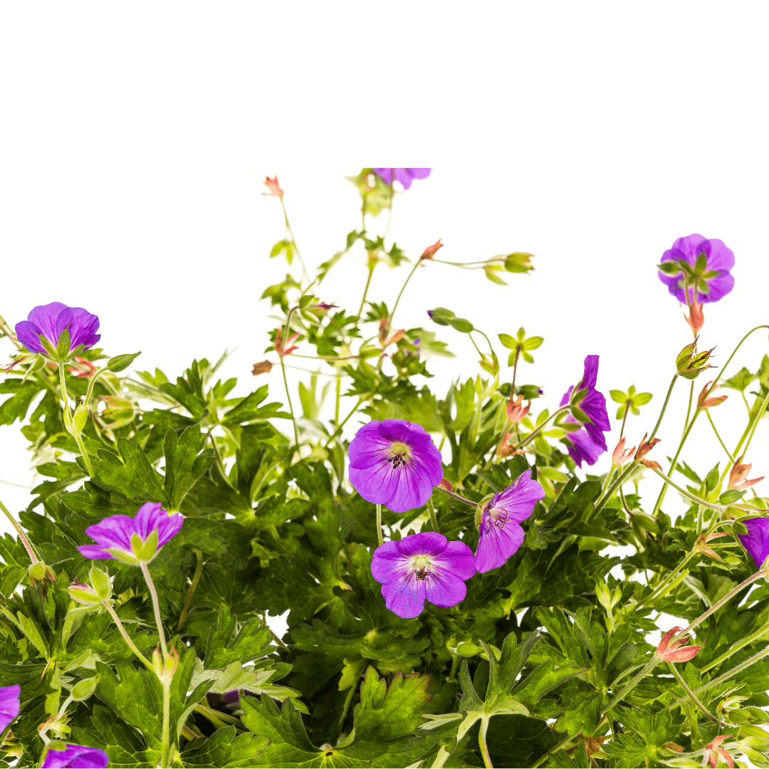 Geranium Rozanne – Storchschnabel mit violett-blauen Blüten – Ø 19 cm Topf – Höhe 20–30 cm – Für Beet, Kübel & als Bodendecker – Langanhaltende Blüte – Pflegeleicht 