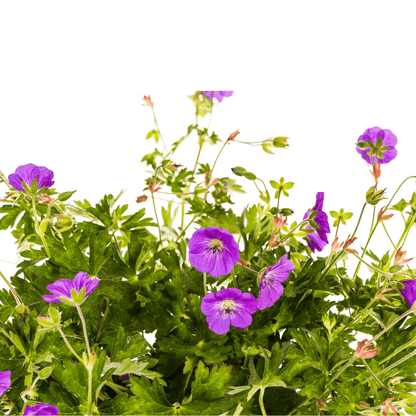 Geranium Rozanne – Storchschnabel mit violett-blauen Blüten – Ø 19 cm Topf – Höhe 20–30 cm – Für Beet, Kübel & als Bodendecker – Langanhaltende Blüte – Pflegeleicht 