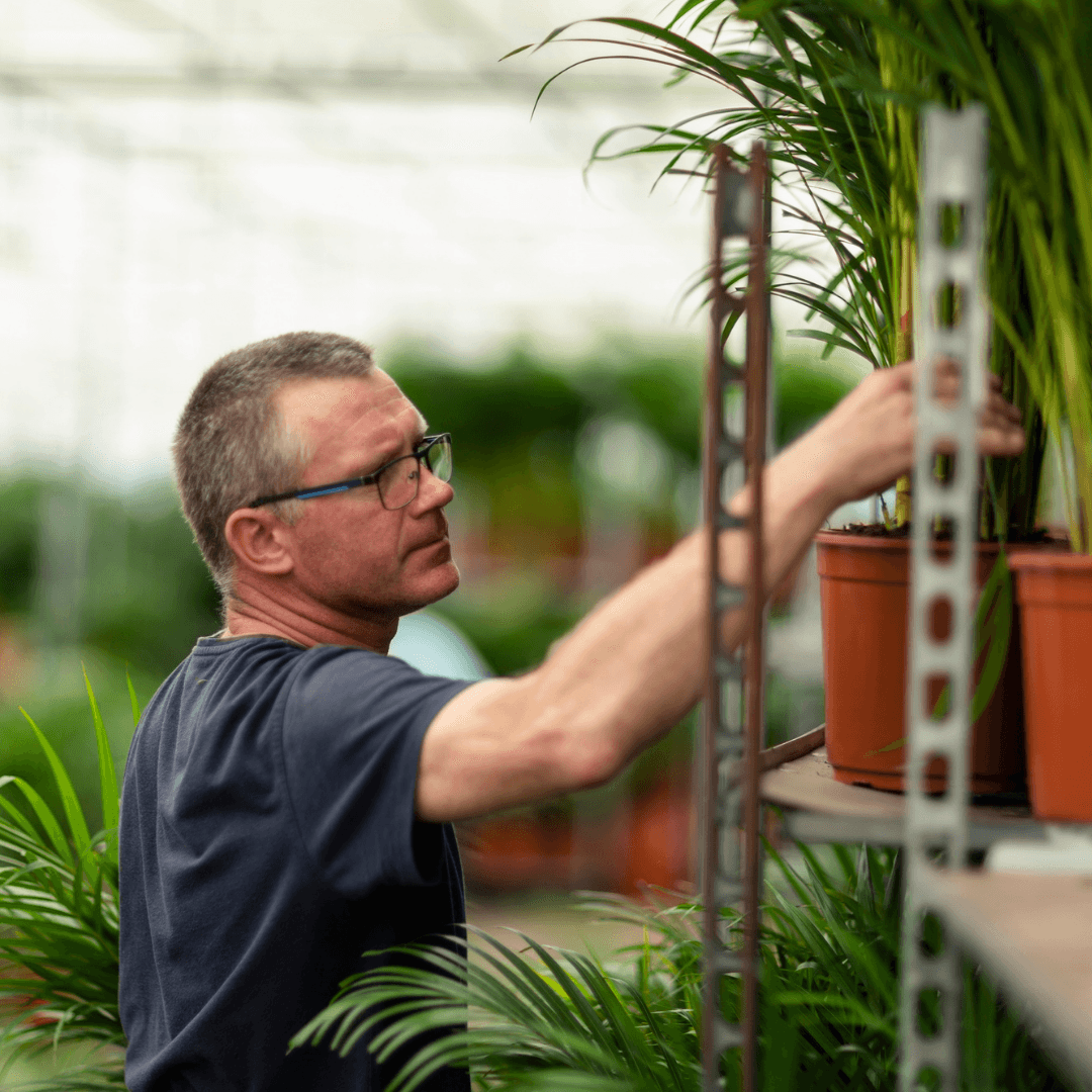 Goldfruchtpalme Areca – Zimmerpflanze Ø21cm – 110cm hoch – Luftreinigende tropische Palme für gesundes Raumklima – frisch aus der Baumschule 