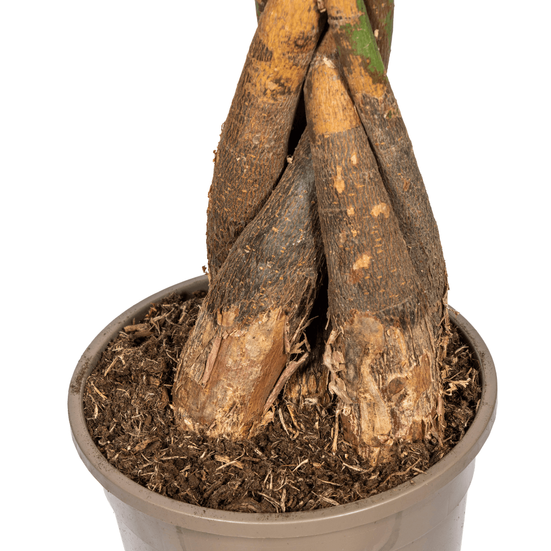 Glückskastanie Pachira Aquatica – Zimmerpflanze – Ø24cm – 120-140cm hoch – Geflochtener Stamm – Exotisch & pflegeleicht 