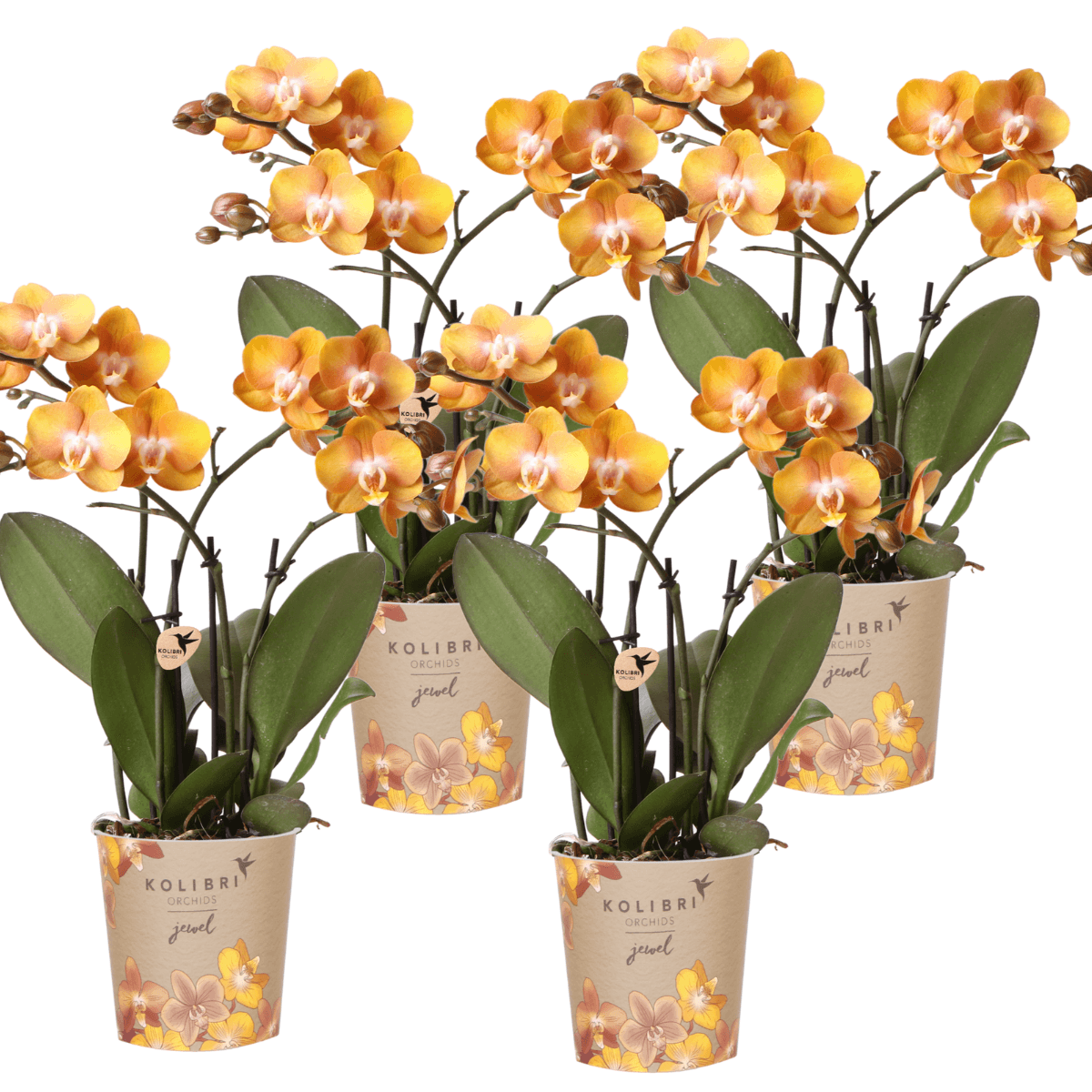 Phalaenopsis-Orchidee Las Vegas – 2 Pflanzen – Orange – Ø12cm – Zimmerpflanze mit 3-4 Blütenstielen – Edle Multiflora-Orchide
