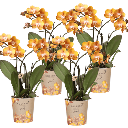 Phalaenopsis-Orchidee Las Vegas – 2 Pflanzen – Orange – Ø12cm – Zimmerpflanze mit 3-4 Blütenstielen – Edle Multiflora-Orchide