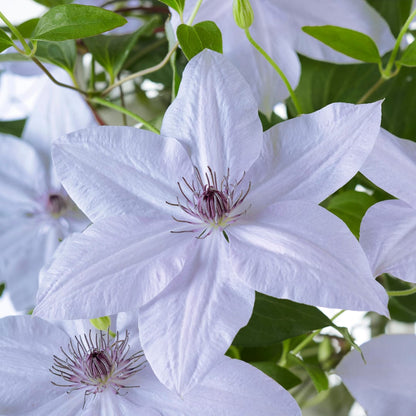 Clematis Masa & Bernadine Ø23cm