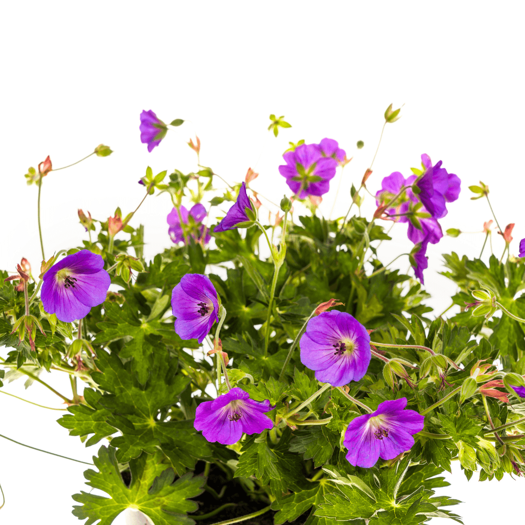 Geranium Rozanne – Storchschnabel mit violett-blauen Blüten – Ø 19 cm Topf – Höhe 20–30 cm – Für Beet, Kübel & als Bodendecker – Langanhaltende Blüte – Pflegeleicht 