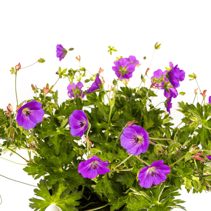 Geranium Rozanne – Storchschnabel mit violett-blauen Blüten – Ø 19 cm Topf – Höhe 20–30 cm – Für Beet, Kübel & als Bodendecker – Langanhaltende Blüte – Pflegeleicht 