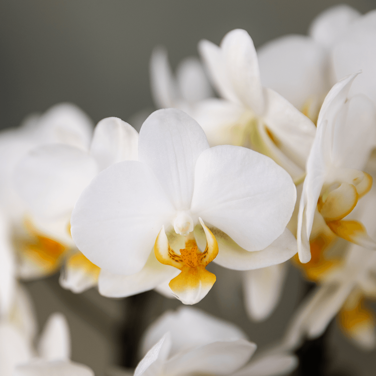 Orchideen Überraschungsbox – 2 Orchideen 9 cm, Pflanzen-Vorteilsbox, frische Lieferung direkt vom Züchter 
