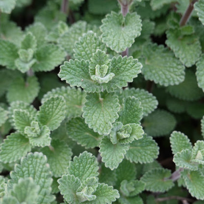 Bergminze Calamintha nepeta – Aromatische Staude für sonnige Beete & Steingarten – Ansicht 15