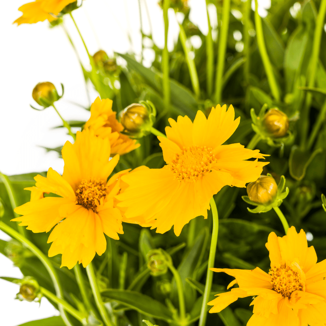Coreopsis grandiflora – Mädchenauge – Ø 19 cm – Höhe 50–60 cm – Leuchtend gelbe Blüten – Für Beet, Steingarten & Rabatte – Pflegeleicht & sonnenliebend 