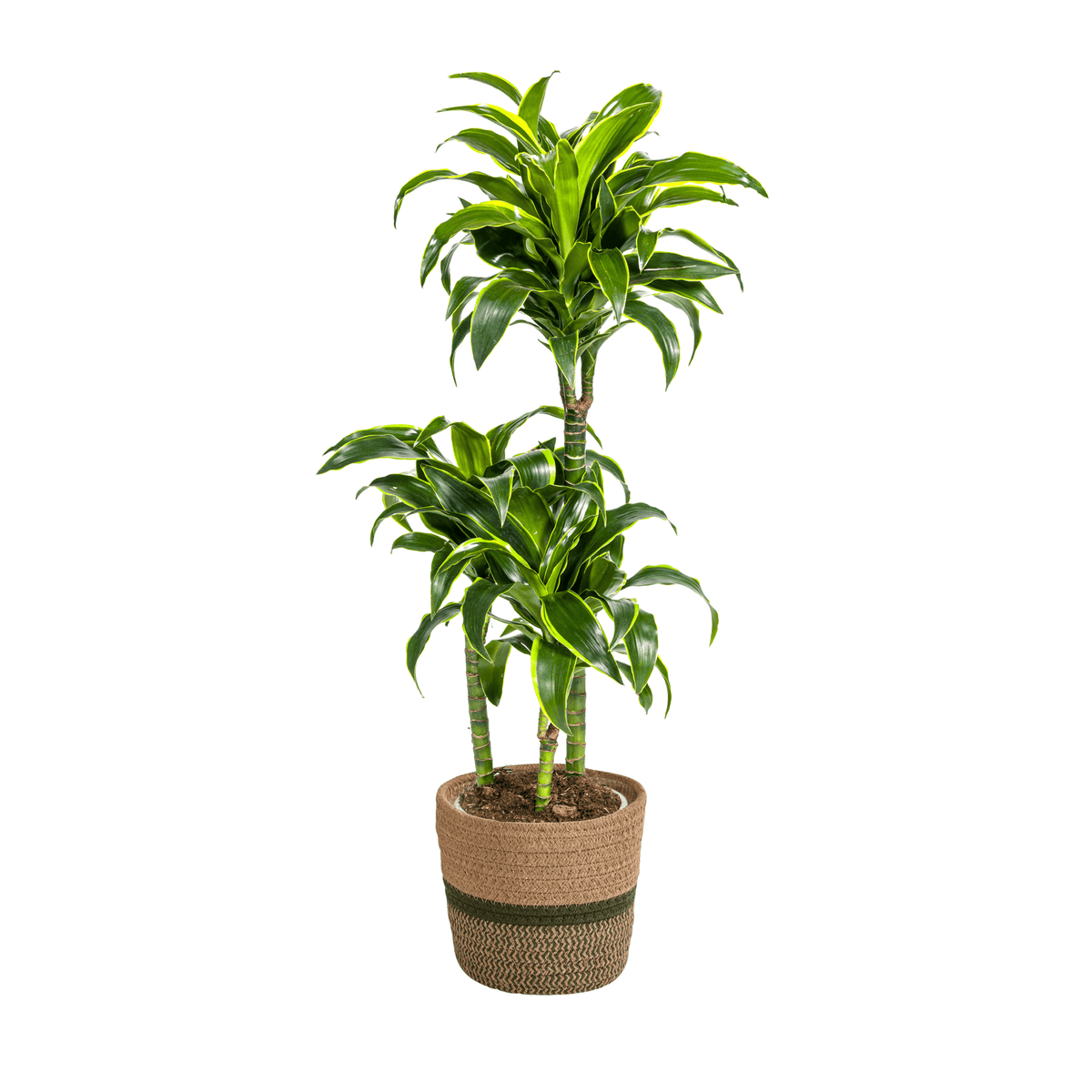 Dracaena Deremensis Dorado mit Korb Ø21cm - ↕100 - 120cm 