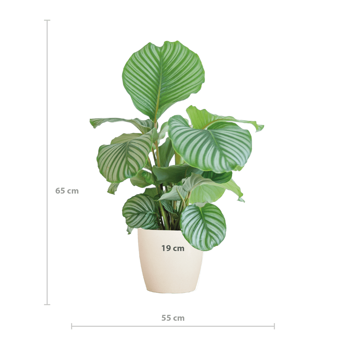 Korbmarante Calathea Orbifolia – Zimmerpflanze 65cm – Ø21cm – Luftreinigend – Inklusive biologisch abbaubarem Viber-Topf Weiß – Exotische Zimmerpflanze mit mintgrünen Blättern 