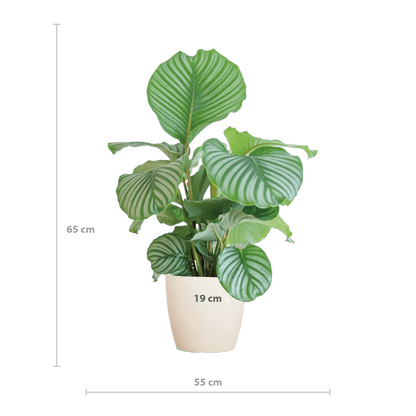 Korbmarante Calathea Orbifolia – Zimmerpflanze 65cm – Ø21cm – Luftreinigend – Inklusive biologisch abbaubarem Viber-Topf Weiß – Exotische Zimmerpflanze mit mintgrünen Blättern 