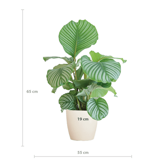 Korbmarante Calathea Orbifolia – Zimmerpflanze 65cm – Ø21cm – Luftreinigend – Inklusive biologisch abbaubarem Viber-Topf Weiß – Exotische Zimmerpflanze mit mintgrünen Blättern 