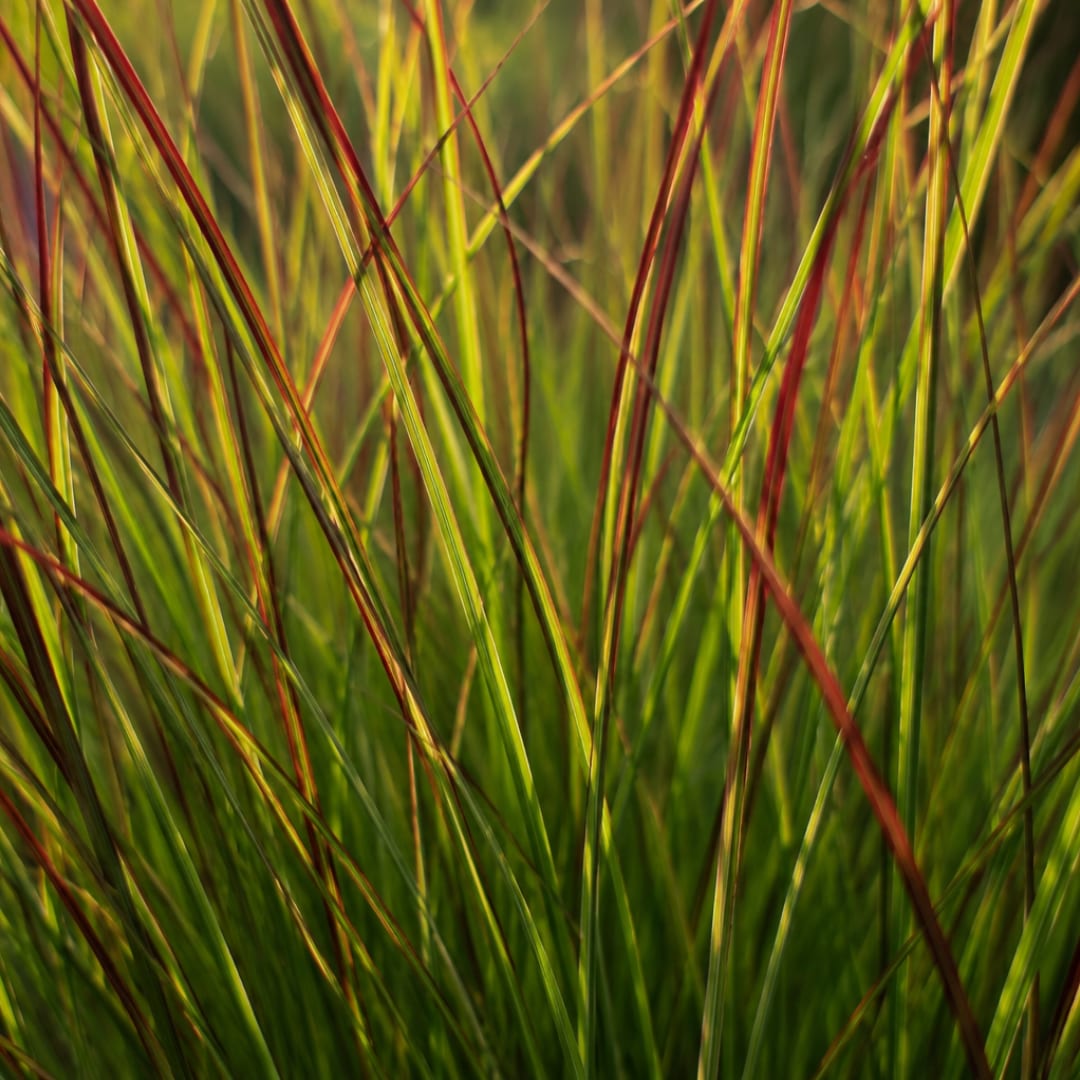 3x Rutenhirse Rotstrahlbusch – Panicum virgatum – Winterhartes Ziergras 12cm – Pflegeleichtes Gartengras mit roter Herbstfärbung