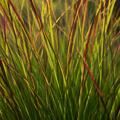 3x Rutenhirse Rotstrahlbusch – Panicum virgatum – Winterhartes Ziergras 12cm – Pflegeleichtes Gartengras mit roter Herbstfärb