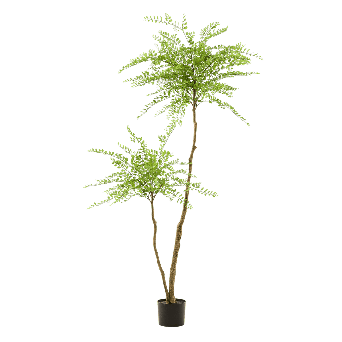 Kunstpflanze Sophora Baum – Honingbaum – 190 cm – Dekorativer Zimmerbaum – Pflegeleicht – Wohnzimmer, Büro & Flur 