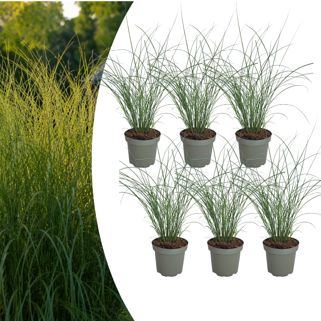 3x Chinaschilf Gracillimus – Miscanthus sinensis – Winterhartes elegantes Ziergras im 12cm Topf – Pflegeleichtes Gartengras