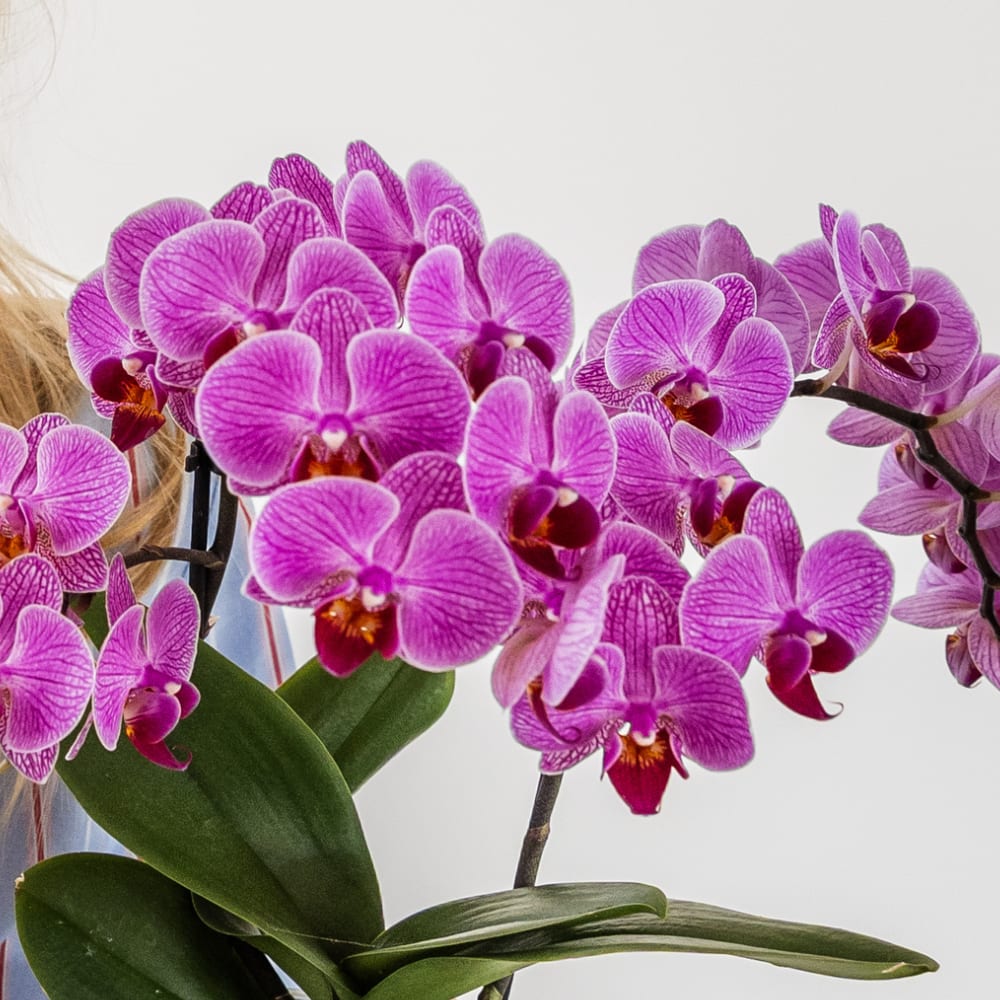 Kolibri Company | Disco Pflanzenset | Violette Vienna Orchidee 9cm + Sukkulente inkl. Keramik‑Übertöpfe 