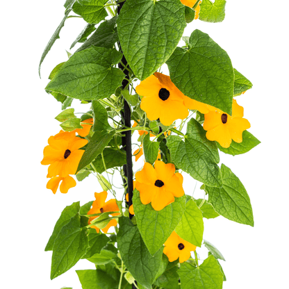 Schwarzäugige Susanne - Thunbergia alata Sunny Susy New Orange - Ø13 cm - ↕60 cm - 4 Pflanzen - Balkon & Terrasse 