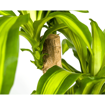 Drachenbaum Dracaena Fragrans Massangeana – Zimmerpflanze – Ø19cm – ↕70-90cm – tropisches Blattwerk – pflegeleicht & robust 