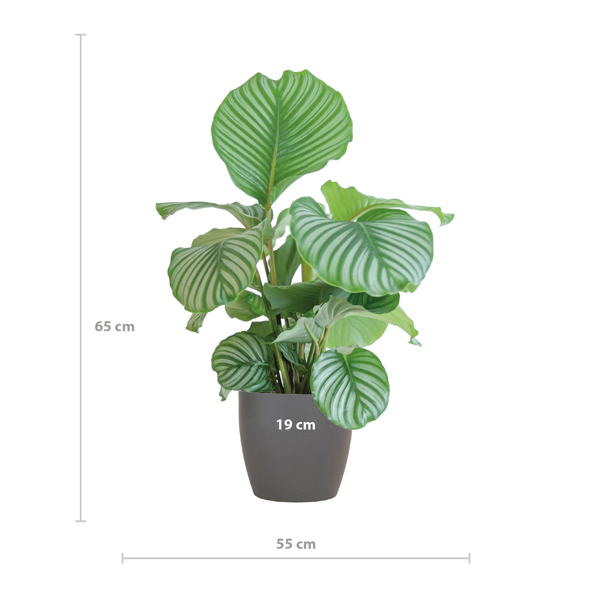 Korbmarante Calathea Orbifolia – Zimmerpflanze 65cm – Ø21cm – Luftreinigend – Inklusive biologisch abbaubarem Viber-Topf Grau – Exotische Zimmerpflanze mit mintgrünen Blättern 