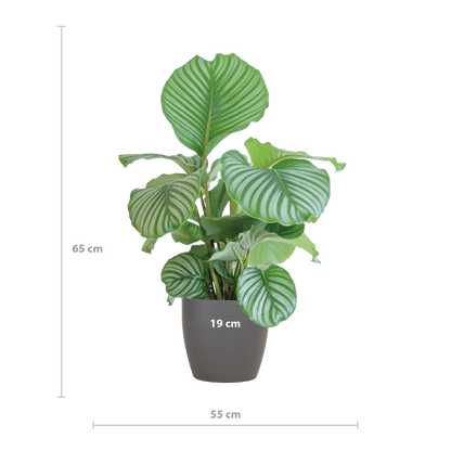 Korbmarante Calathea Orbifolia – Zimmerpflanze 65cm – Ø21cm – Luftreinigend – Inklusive biologisch abbaubarem Viber-Topf Grau – Exotische Zimmerpflanze mit mintgrünen Blättern 
