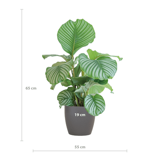 Korbmarante Calathea Orbifolia – Zimmerpflanze 65cm – Ø21cm – Luftreinigend – Inklusive biologisch abbaubarem Viber-Topf Grau – Exotische Zimmerpflanze mit mintgrünen Blättern 