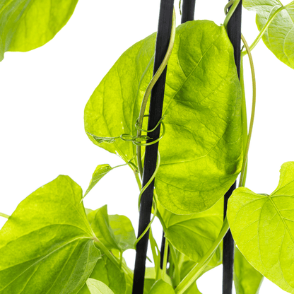 Himmelblaue Prunkwinde - Ipomoea tricolor Heavenly Blue - Ø13 cm - ↕60 cm - 4 Pflanzen 