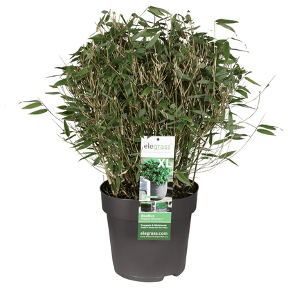 Bambus - Fargesia murieliae 'Moontears' Boobux - Ø29cm ↕70cm - Immergrüner Bambus für Hecke, Bodenbedeckung & Kübel - Winterhart & pflegeleicht 