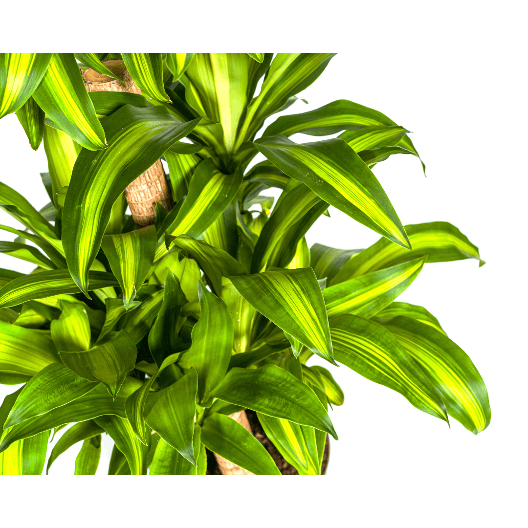 Drachenbaum Dracaena Fragrans Massangeana Karussell – Zimmerpflanze – Ø30cm – ↑130–150 cm – Grüne Blattpflanze für Wohnzimmer & Büro 