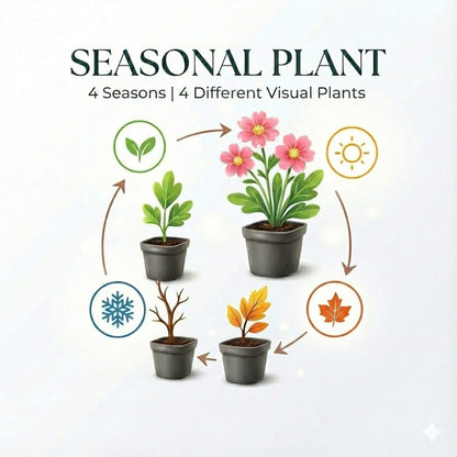 Perlkörbchen Anaphalis triplinervis – 6 Pflanzen Silberstaude mit weißen Blüten – 10-25cm – Ø9cm – Winterharte Staude für sonnige Beete & Steingarten - Oasis of Life