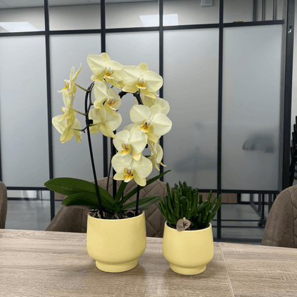 Scandic Blumentopf  - Yellow - ⌀9cm 
