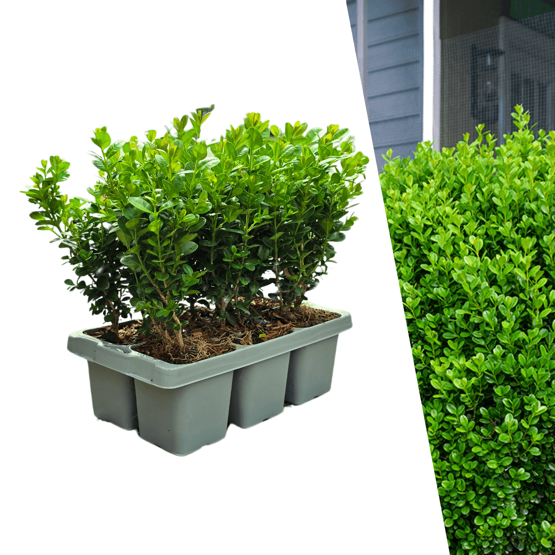 Buchsbaum – Buxus NewGen Freedom – 6 Pflanzen – je ca. 15 cm hoch – Topf Ø7 cm – kompakter, winterharter Strauch – resistent gegen Zünsler & Pilzkrankheiten – ideal für Formschnitt & Hecken 