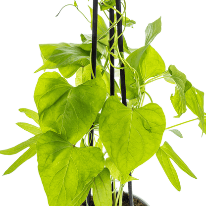 Himmelblaue Prunkwinde - Ipomoea tricolor Heavenly Blue - Ø13 cm - ↕60 cm - 4 Pflanzen 